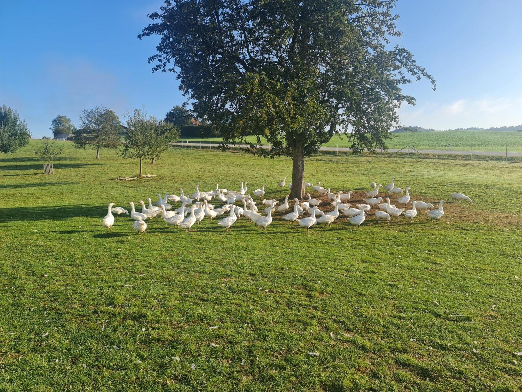 Landgasthof Entenwirt Tarsdorf Dış mekan fotoğraf