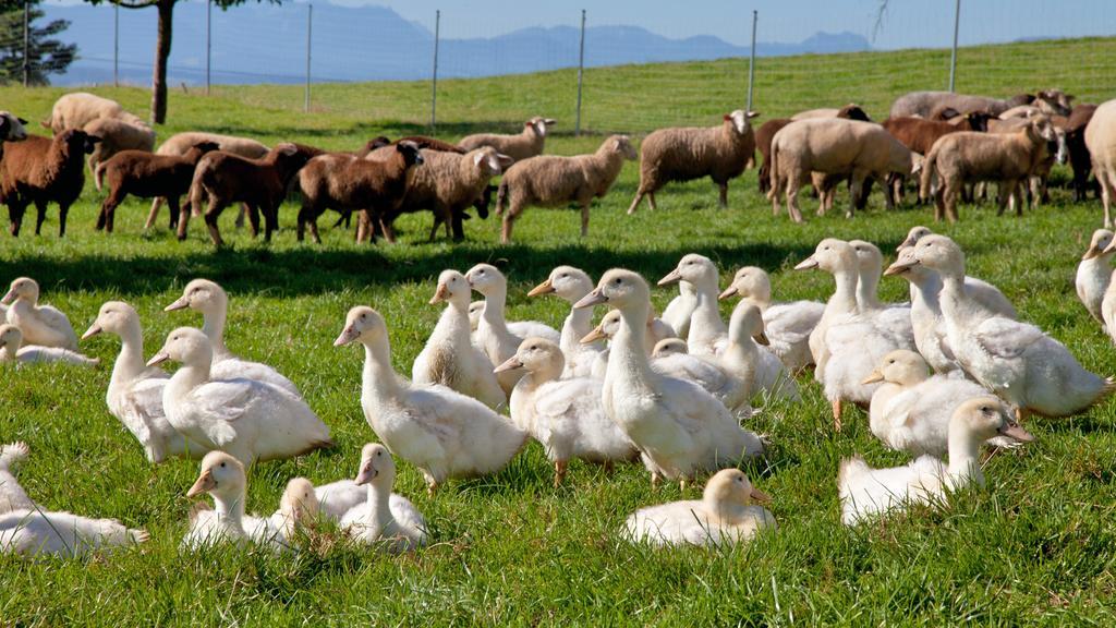 Landgasthof Entenwirt Tarsdorf Dış mekan fotoğraf